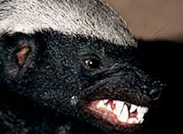 2007-07-12-KILLERBADGERS.jpg