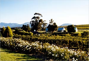 2007-07-30-southafricanvineyard.jpg