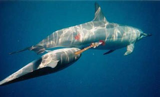 2007-08-24-dolphinfight.jpg