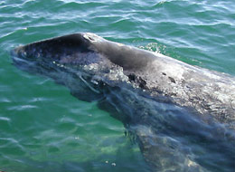 2007-09-09-califgwhale.jpg
