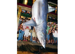 2007-10-15-bigshark.jpg