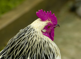 2007-10-23-chicken.jpg