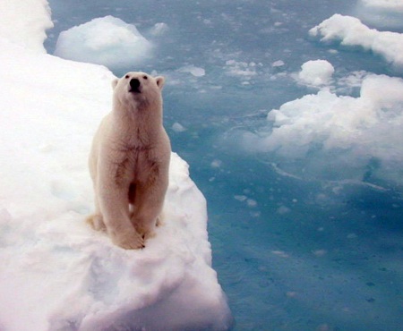 2008-06-02-polarbear.jpg