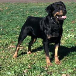 2008-08-01-0dog.jpg