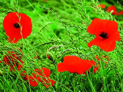 flanders field poem. Flanders Fields, the poem