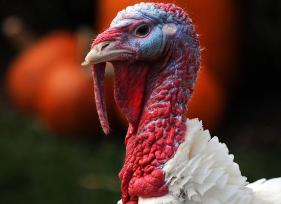 Pumpkin The Pardoned Turkey: See This Year's Particularly Funny-Looking