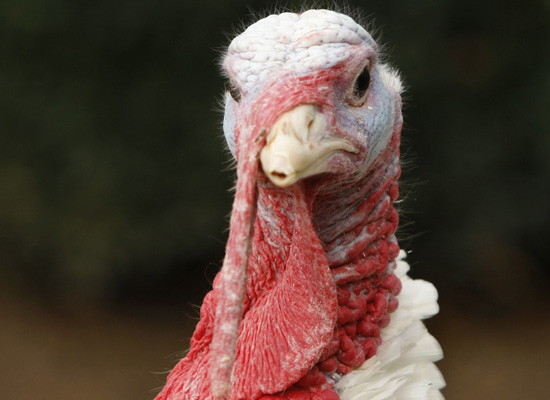 Pumpkin The Pardoned Turkey: See This Year's Particularly Funny-Looking