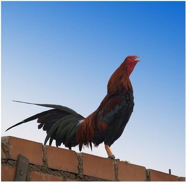 2008-12-17-gallito_a.jpg