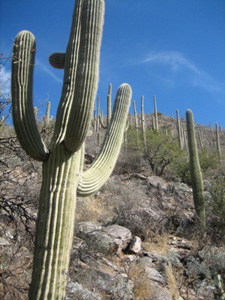2009-01-05-cactus.jpg