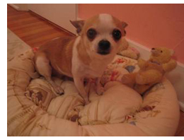 2009-01-06-minnie.jpg