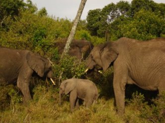 2009-03-29-xxelephants.jpg