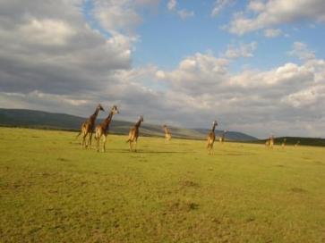 2009-03-29-xxgreatgiraffepictureresized.jpg