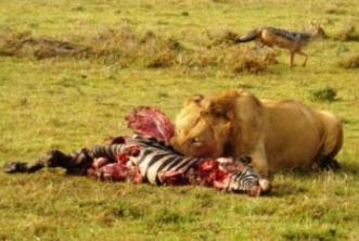 2009-03-29-xxlioneatingzebra.jpg