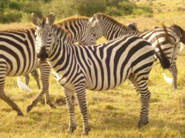 2009-03-29-xxsafarizebras.jpg