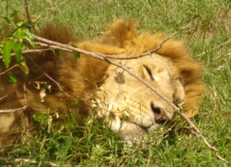 2009-03-29-xxxlion.jpg