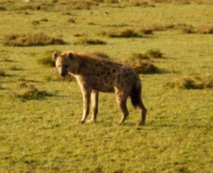 2009-04-01-zzzhyena.jpg