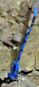 2009-05-01-damselfly.jpg