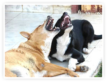 2009-05-06-laughing_dogs.jpg