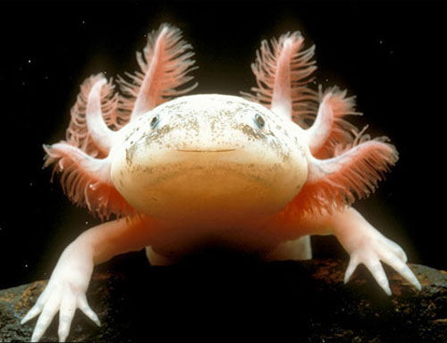 axolotl mexican walking fish