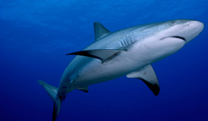 Money and Power and Swimming with Sharks | HuffPost