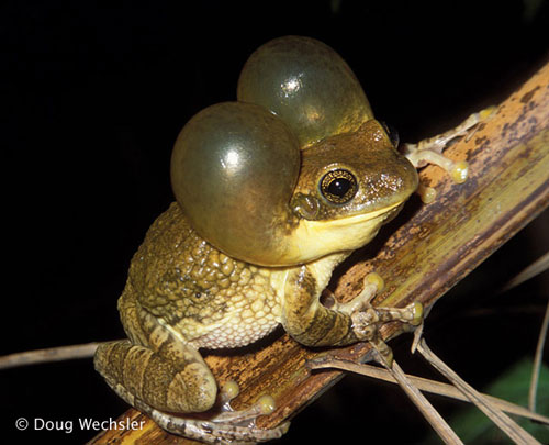 How many types of frogs are there in the world?