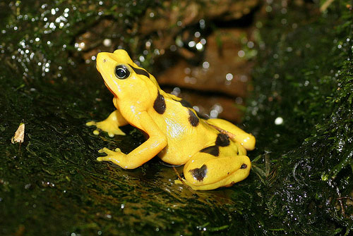 The Panamanian golden frog was