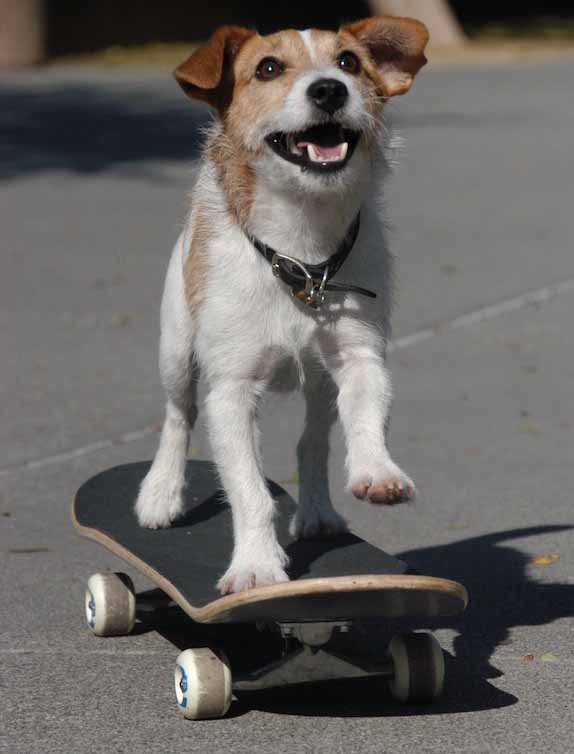 Animals Skateboarding