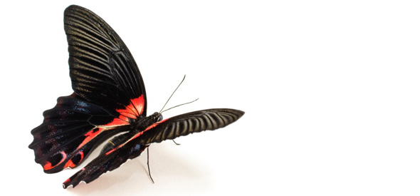 2009-10-01-buterfly590.jpg