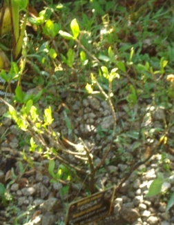 2009-10-09-acoca.jpg