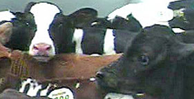 HSUS undercover investigation documents shocking abuse of veal calves