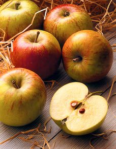 2009-11-11-apples_228x291.jpg
