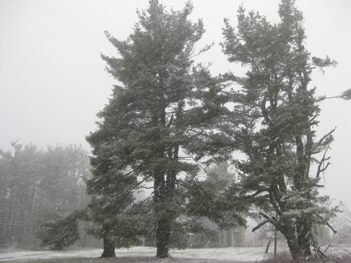 2009-12-07-Pinesinthesnow.JPG
