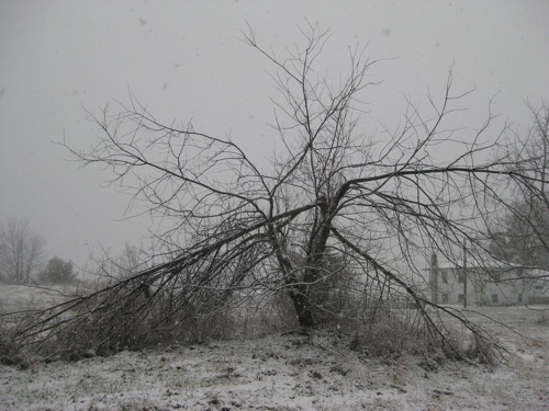 2009-12-07-Unhappytree.JPG