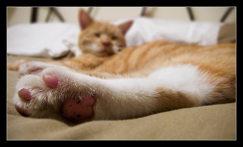 2009-12-09-stayinbed.jpg