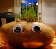 2009-12-15-potatohead.jpg