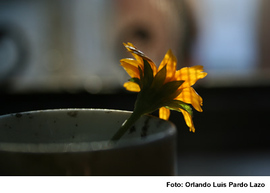 2009-12-25-flor.jpg