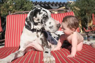 2009-12-31-cardonedogphoto.jpg
