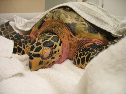 2010-01-13-hawksbill.jpg