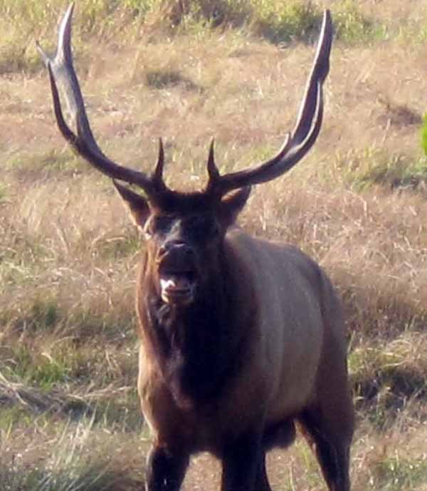 2010-01-15-GardnerBullbugling.jpg