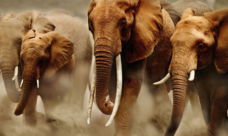 Elephants In Africa. 2010-03-12-Elephant.jpg