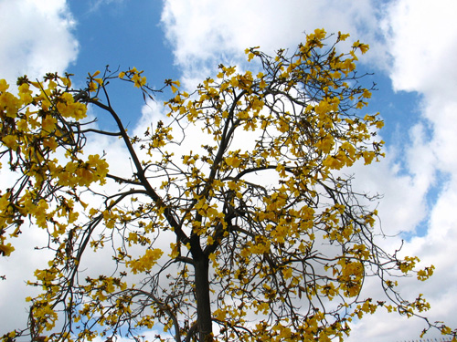 Caribbean Trumpet Tree