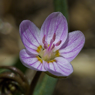 Boulder Spring