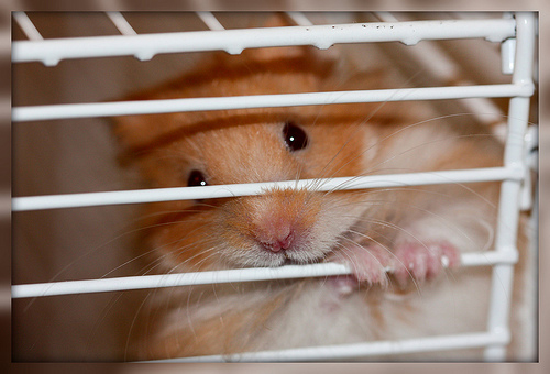 2010-04-20-hamster.jpg