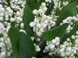 2010-05-08-IMG_8259.jpeg