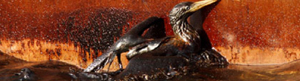 2010-05-11-shawpull.jpg