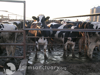 2010-05-28-cowphoto.jpg