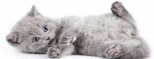 2010-06-08-cat.jpg