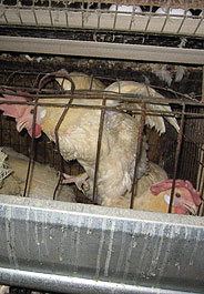 The HSUS found appalling cruelties at Rose Acre Farms