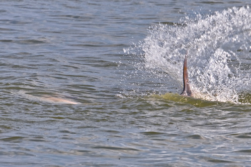 2010-06-20-dolphin2.jpg