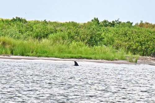 2010-06-20-dolphin3.jpg